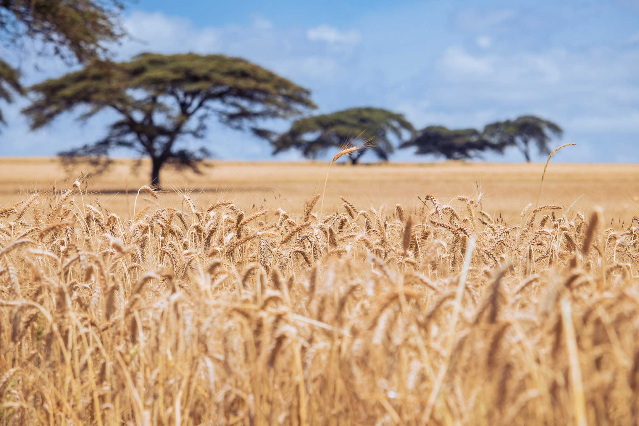 NGANO NAROK